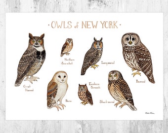 New York Owls Field Guide Art Print / Watercolor Painting / Wall Art / Nature Print / Birds of Prey Poster