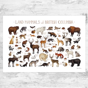 Impression d'art guide de terrain sur les mammifères de la Colombie-Britannique / Animaux du Canada / Affiche de la faune canadienne / Peinture à l'aquarelle / Impression d'art nature