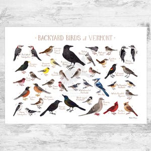 Vermont Backyard Birds Field Guide Art Print / Watercolor Painting Print / Birdwatching Wall Art / Nature Print / Bird Poster