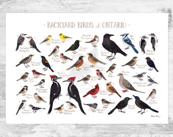 Ontario Backyard Birds Field Guide Art Print / Watercolor Painting / Wall Art / Nature Print / Bird Poster