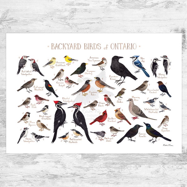 Ontario Backyard Birds Field Guide Art Print / Watercolor Painting / Wall Art / Nature Print / Bird Poster