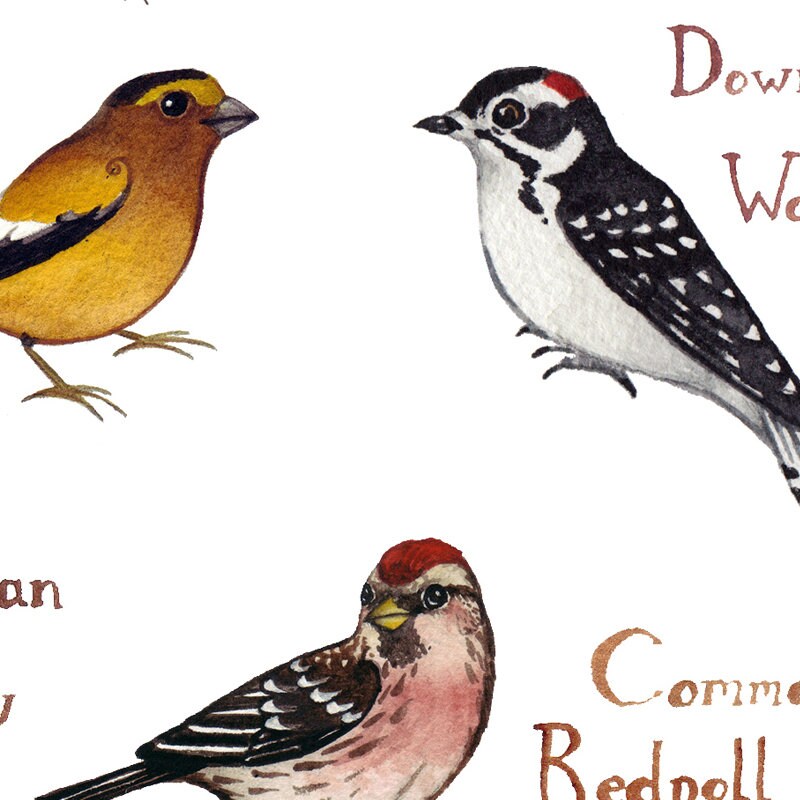Nova Scotia Backyard Birds Field Guide Art Print / Watercolor Etsy