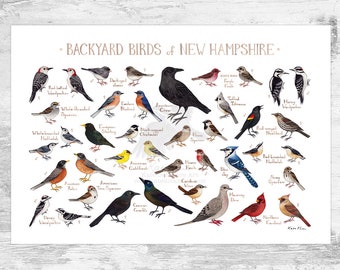 New Hampshire Backyard Birds Field Guide Art Print / Watercolor Painting Print / Birdwatching Wall Art / Nature Print / Bird Poster