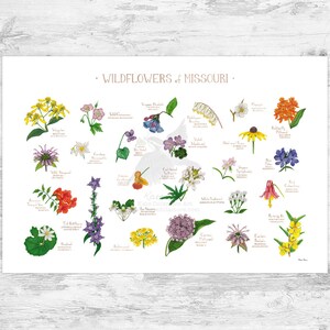 Impression d'art guide de terrain fleurs sauvages du Missouri / fleurs communes du Missouri / affiche de plantes indigènes du Missouri 36x24 pouces