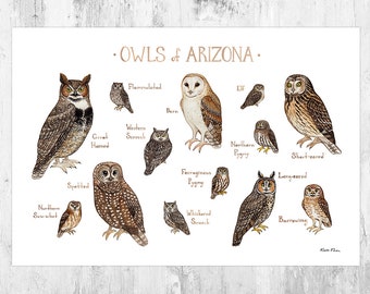 Impression d'art Arizona Owls Field Guide / Aquarelle / Art mural / Impression de la nature / Poster d'oiseaux de proie