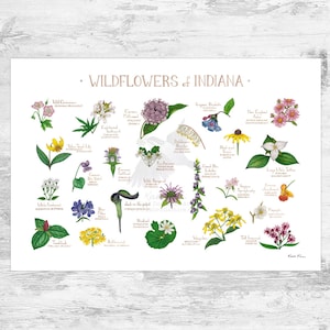 Puede incluir: Un póster ilustrado colorido que presenta 25 flores silvestres nativas de Indiana. El póster incluye los nombres comunes y científicos de cada flor. El póster se titula "WILDFLOWERS of INDIANA."