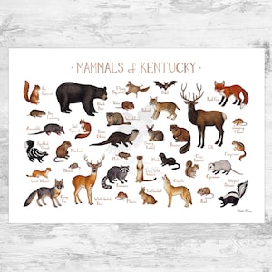 Kentucky Mammals Field Guide Art Print  / Animals of Kentucky / Watercolor Painting / Wall Art / Nature Print / Wildlife Poster