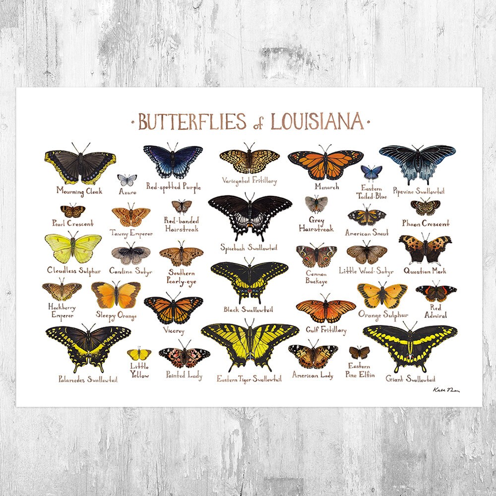 31+ Common Butterflies Poster Images
