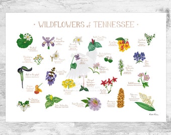 Tennessee Wildflowers Field Guide Art Print / Common Flowers of Tennessee / Tennessee Native Plants Poster