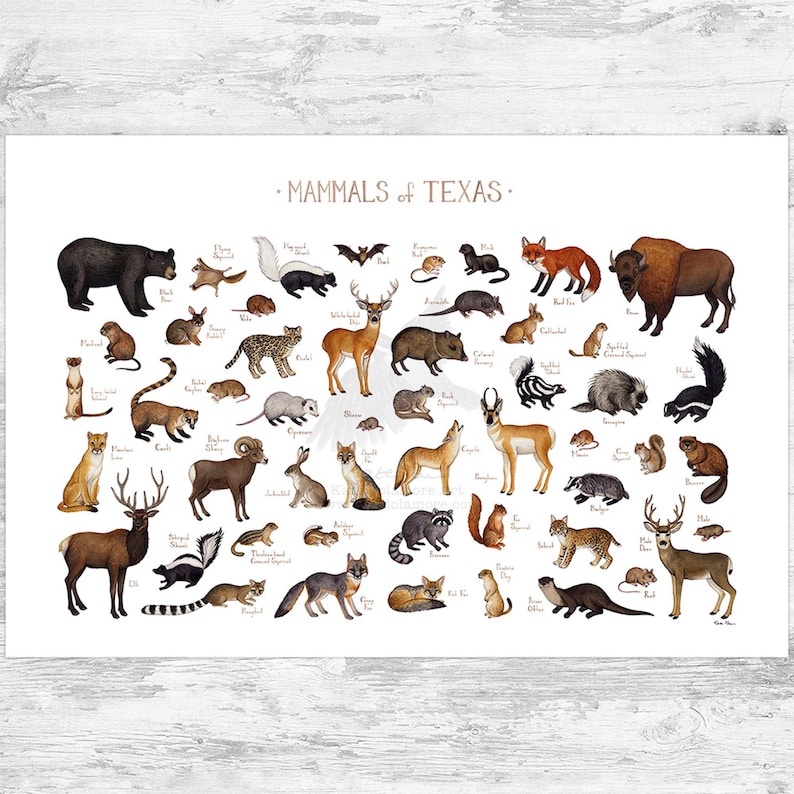 Texas Land Mammals Field Guide Art Print / Animals of Texas / Watercolor Painting / Wall Art / Nature Print / Wildlife Poster 36x24