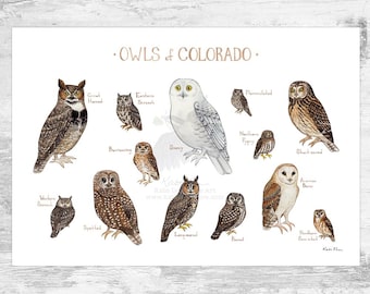 Impresión artística de la Guía de campo de los búhos de Colorado / Póster de aves rapaces en acuarela