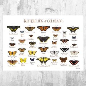 Colorado Butterflies Field Guide Art Print / Butterfly Poster / Watercolor Painting / Wall Art / Nature Print