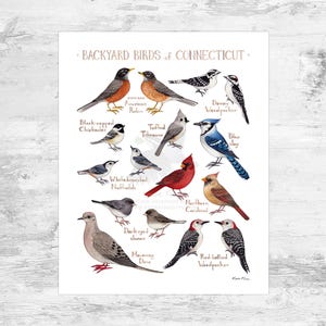 Connecticut Backyard Birds Field Guide Art Print Mini 8x10