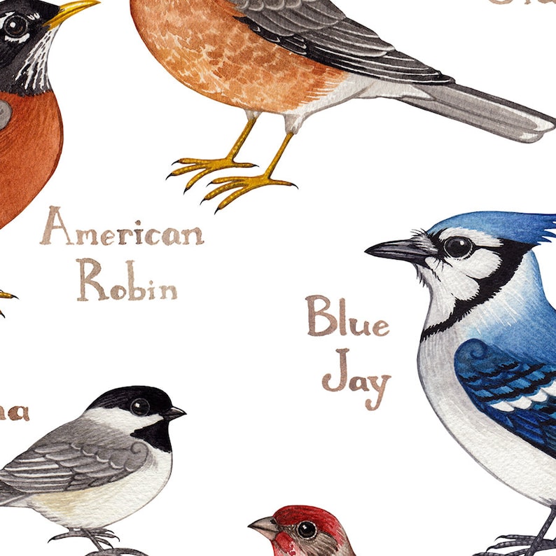 Indiana Backyard Birds Field Guide Art Print / Watercolor Painting Print / Birdwatching Wall Art / Nature Print / Bird Poster image 4