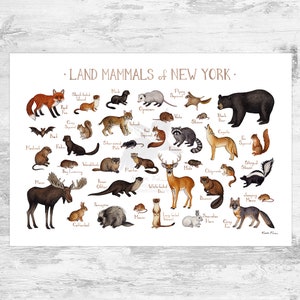 New York Land Mammals Field Guide Art Print  / Animals of New York / Watercolor Painting / Wall Art / Nature Print / Wildlife Poster