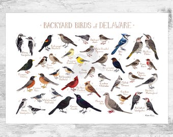 May include: A colourful illustrated guide to common garden birds of Delaware. The poster features 30 different bird species, including the Northern Cardinal, Blue Jay, American Goldfinch, and Downy Woodpecker. Each bird is depicted in its natural colours and is labelled with its common name.