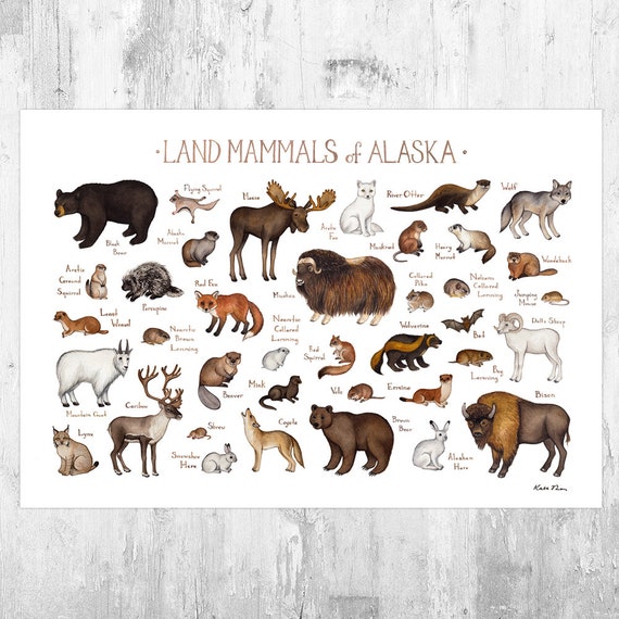 Wildlife in Alaska - All About Alaska's Wildlife