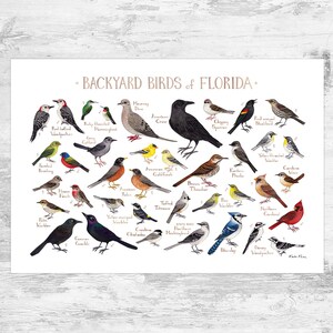 Florida Backyard Birds Field Guide Art Print / Watercolor Painting Print / Birdwatching Wall Art / Nature Print / Bird Poster