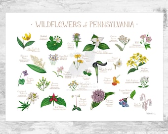 Pennsylvania Wildflowers Field Guide Art Print / Common Flowers of Pennsylvania / Pennsylvania Native Plants Poster