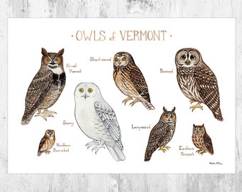 Vermont Owls Field Guide Art Print / Watercolor Painting / Wall Art / Nature Print / Birds of Prey Poster