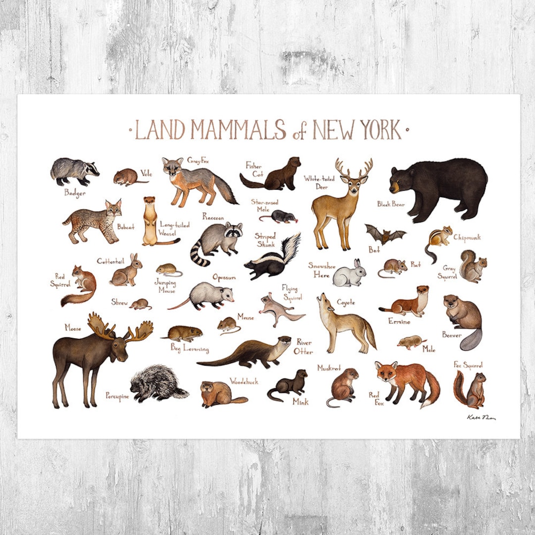 New York Land Mammals Field Guide Art Print / Animals of New York 