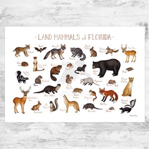 Florida Land Mammals Field Guide Art Print  / Animals of Florida / Watercolor Painting / Wall Art / Nature Print / Wildlife Poster