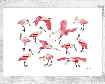 Roseate Spoonbills Signed Art Print / Roseate Spoonbill Art / Pink Spoonbills Bird Study