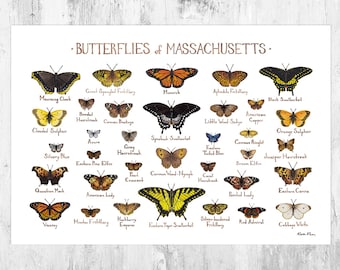 Massachusetts Butterflies Field Guide Art Print / Butterfly Poster / Watercolor Painting / Wall Art / Nature Print