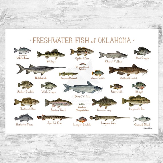 Oklahoma Freshwater Fish Field Guide Art Print / Fish Nature Study Poster 