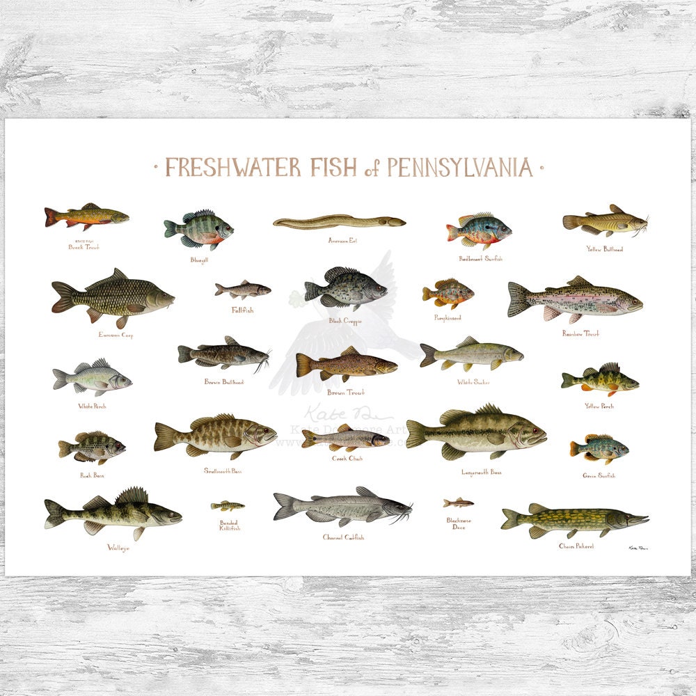 Pennsylvania Freshwater Fish Field Guide Art Print / Fish Nature Study  Poster 