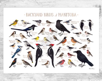 Manitoba Backyard Birds Field Guide Art Print / Watercolor Painting / Wall Art / Nature Print / Bird Poster