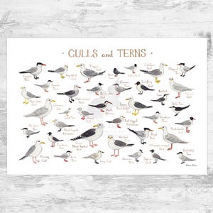 Guía de campo de gaviotas y charranes de América del Norte Impresión artística / Póster de aves de playa costera