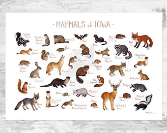 Iowa Mammals Field Guide Art Print  / Animals of Iowa / Watercolor Painting / Wall Art / Nature Print / Wildlife Poster