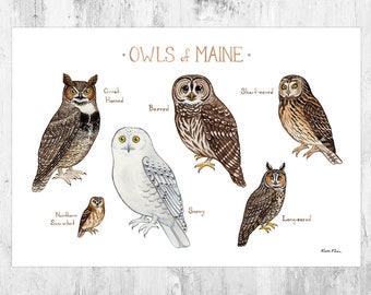 Maine Owls Field Guide Art Print / Watercolor Painting / Wall Art / Nature Print / Birds of Prey Poster