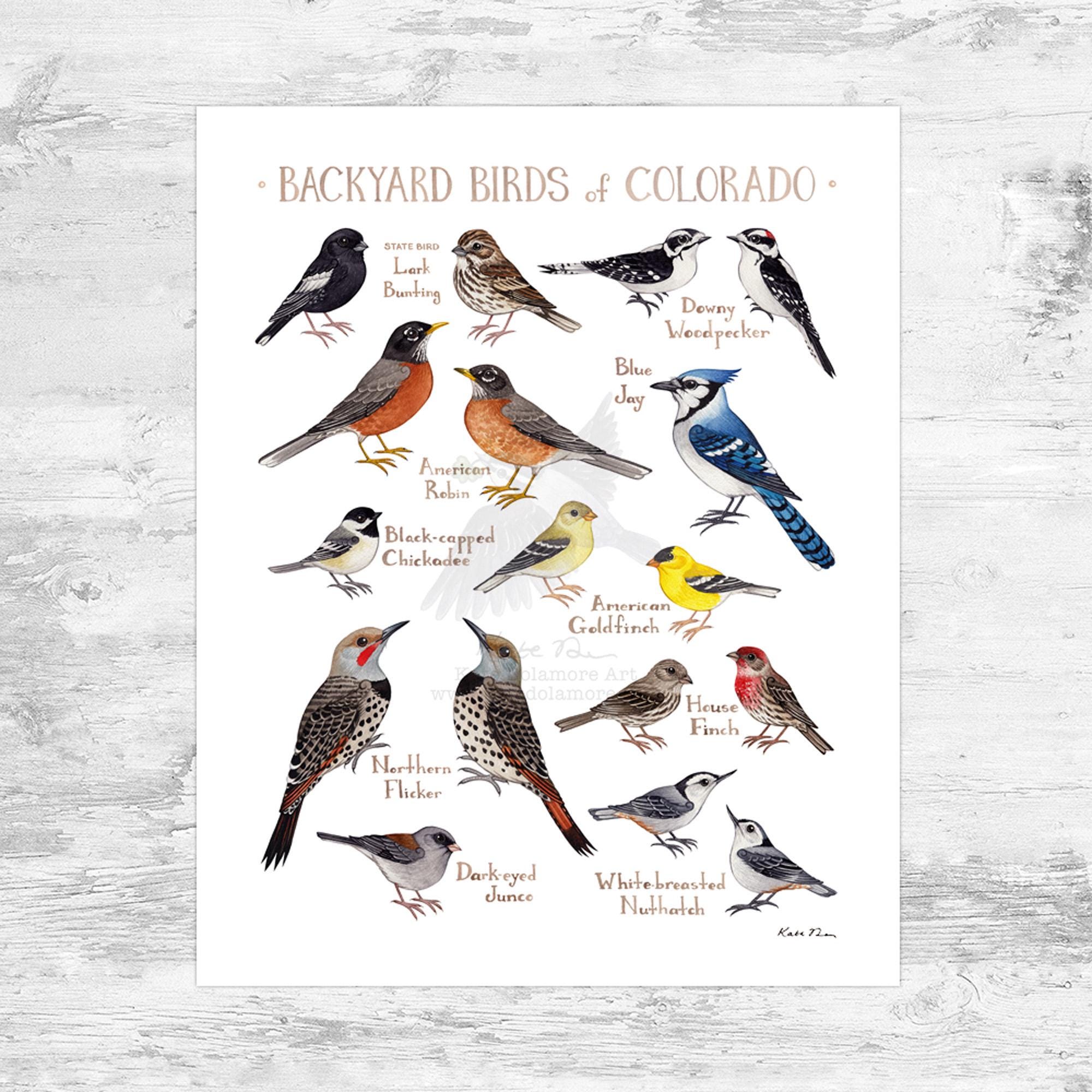 Colorado Backyard Birds Field Guide Art Print Mini 8x10