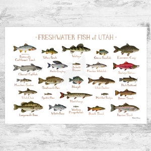 Impression d'art du guide de terrain sur les poissons d'eau douce de l'Utah / Poster d'étude de la nature des poissons