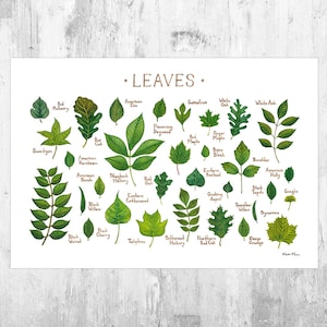 Impression d'art guide de terrain Leaves of North America / Poster d'identification d'arbre aquarelle