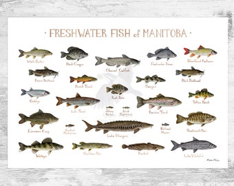 Alabama Freshwater Fish Field Guide Art Print / Fish Nature Study ...