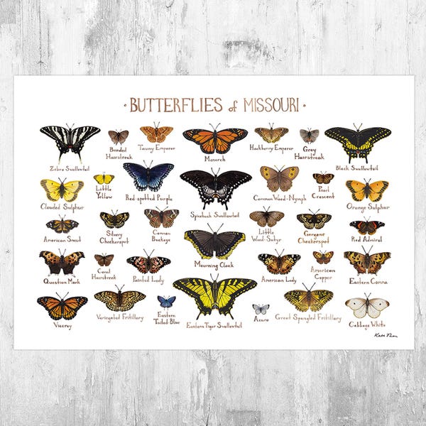 Missouri Butterflies Field Guide Art Print / Butterfly Poster / Watercolor Painting / Wall Art / Nature Print