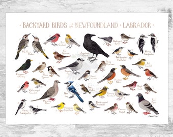 Newfoundland & Labrador Backyard Birds Field Guide Art Print / Watercolor Painting / Wall Art / Nature Print / Bird Poster