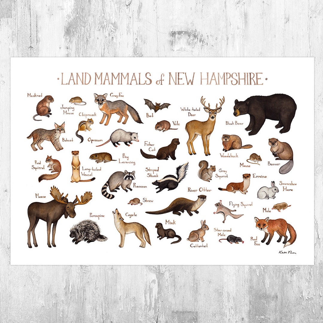 New Hampshire Land Mammals Field Guide Art Print / Animals of New Hampshire / Watercolor