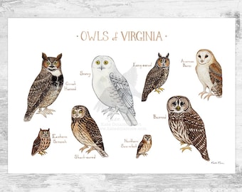 Virginia Owls Field Guide Art Print / Watercolor Birds of Prey Poster