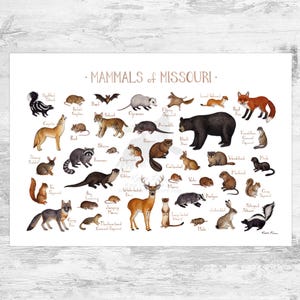 Impression d'art du guide de terrain des mammifères du Missouri / Animaux du Missouri / Peinture à l'aquarelle / Art mural / Impression de la nature / Poster de la faune