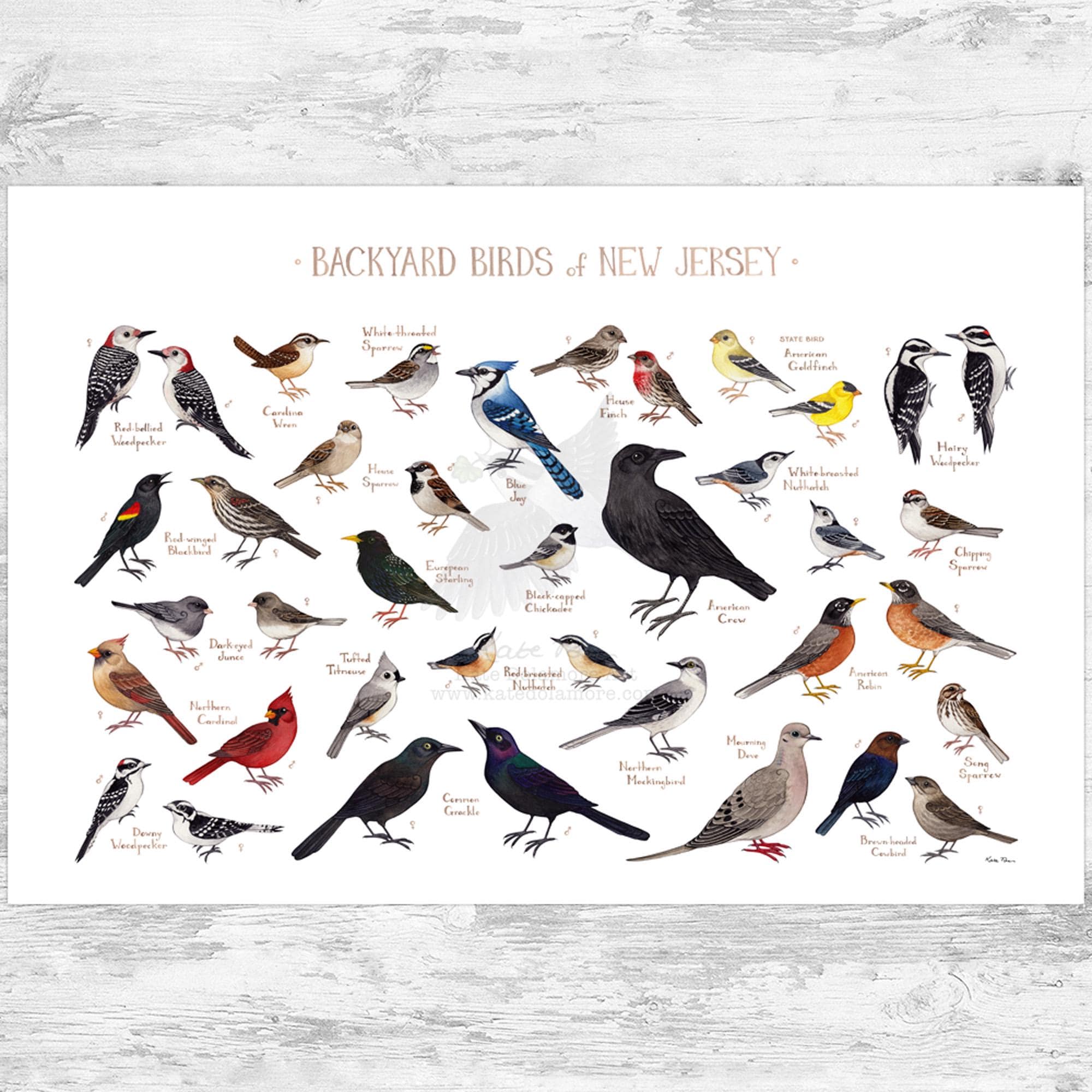 New Jersey Backyard Birds Field Guide Art Print Watercolor Painting Print Birdwatching Wall Art Nature Print Bird Poster Etsy