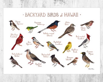 Hawaii Backyard Birds Field Guide Art Print / Watercolor Painting Print / Birdwatching Wall Art / Nature Print / Bird Poster