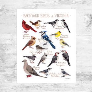May include: A colourful illustration of 12 common garden birds found in Virginia. The birds are depicted in a realistic style with their names labelled below each image. The illustration includes a cardinal, blue jay, goldfinch, tufted titmouse, downy woodpecker, and more.