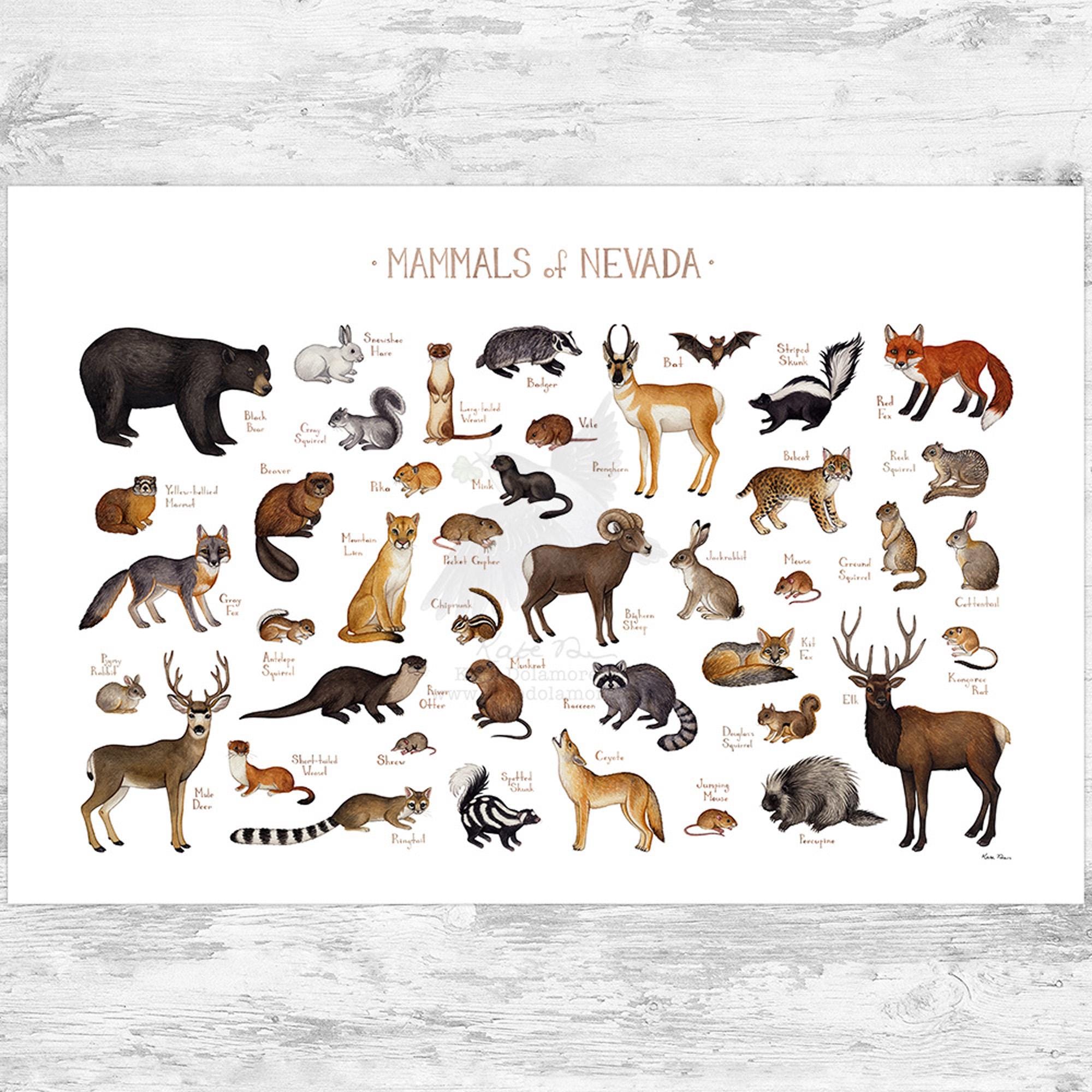 Nevada Mammals Field Guide Art Print / Animals of Nevada / Watercolor