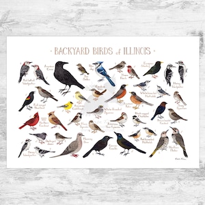 Illinois Backyard Birds Field Guide Art Print / Watercolor Painting Print / Birdwatching Wall Art / Nature Print / Bird Poster