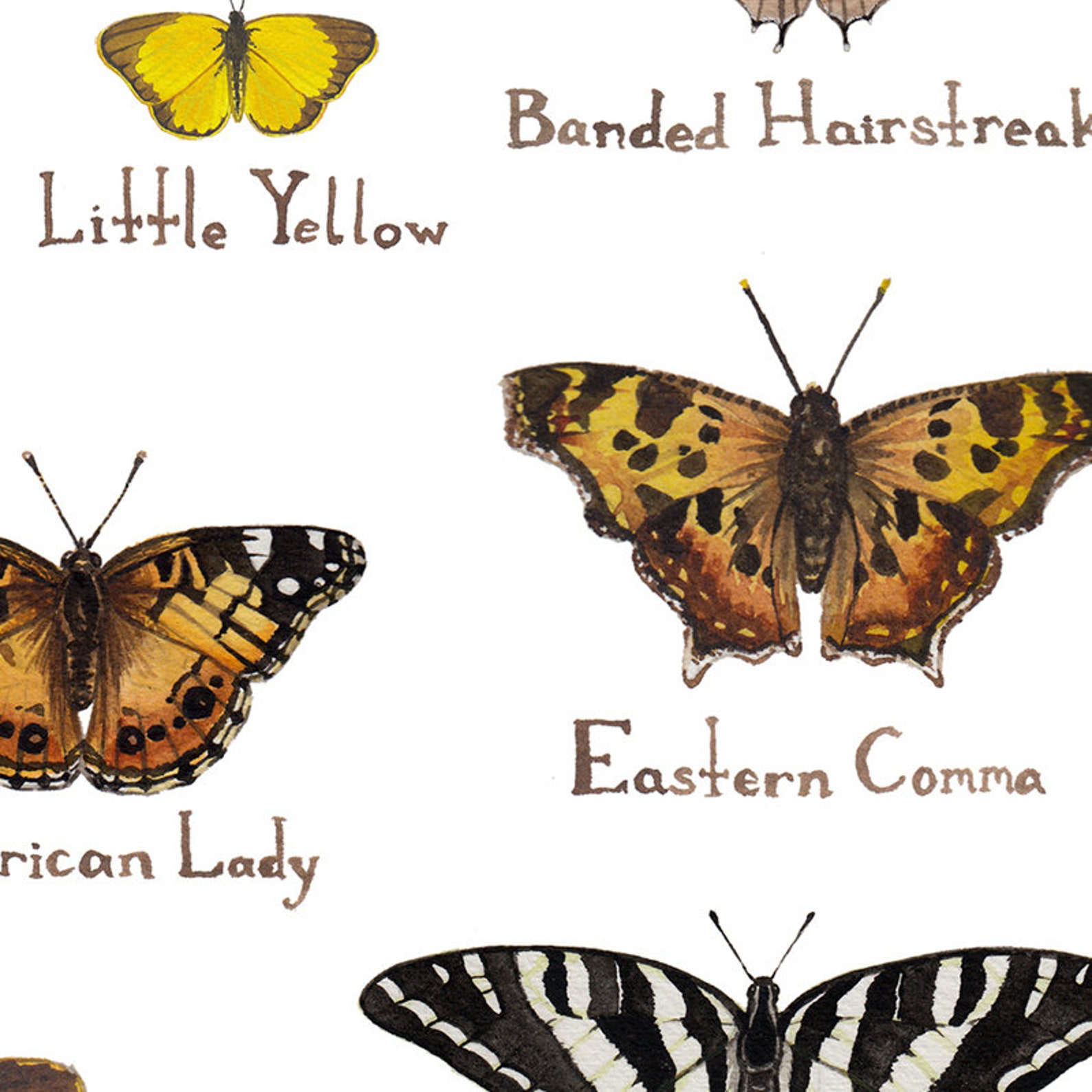 North Carolina Butterflies Field Guide Art Print / Butterfly Etsy