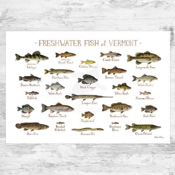 Vermont Freshwater Fish Field Guide Art Print / Fish Nature Study Poster